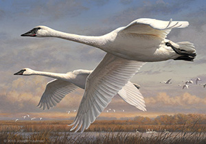 2016-2017 Federal Duck Stamp print - Trumpeter Swans