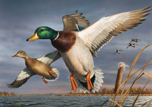2018-2019 Federal Duck Stamp print