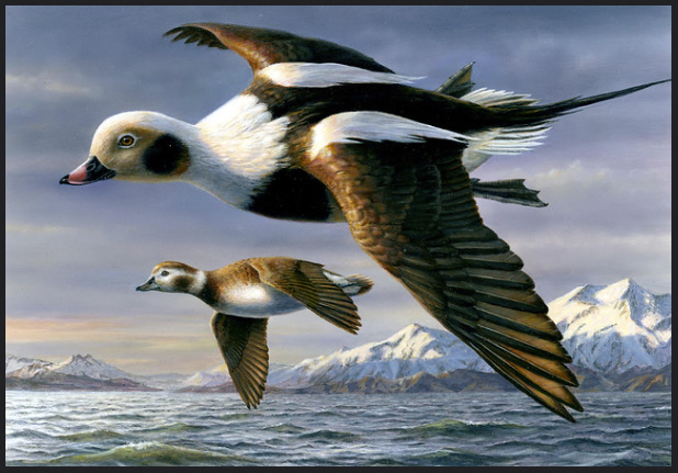 Longtailed Ducks - Federal duck stamp - by Robert Hautman