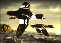 Minnesota Duck stamp