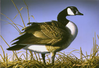 1996 Federal Duck Stamp