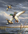 hautman mallard print