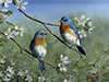 Bluebirds and Apple Blossoms