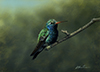 Broadbilled Hummingbird