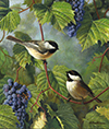 Chickadees and Grapes