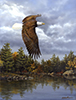 Soaring Eagle