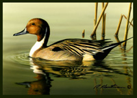2001 Federal Duck Stamp