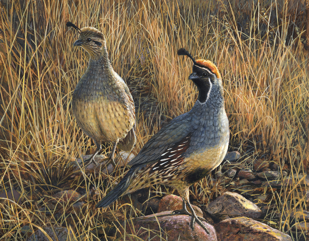 Gambel's Quail painting