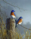 Bluebird Pair