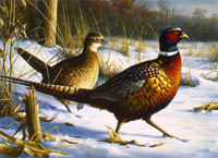 Minnesota Pheasant stamp