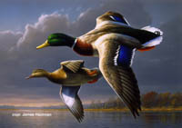 1995 Federal Duck Stamp