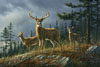 Autumn Whitetails