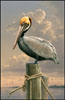 Captiva Pelican