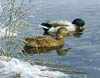 Winter Waters