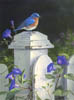 Bluebird and Morning Glories