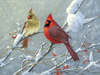 Winter Cardinals