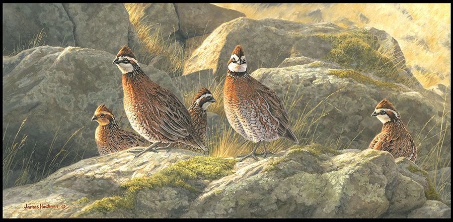 Quail painting by Jim Hautman