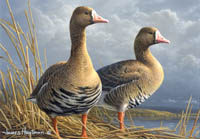 2011-2012 Federal Duck Stamp Print