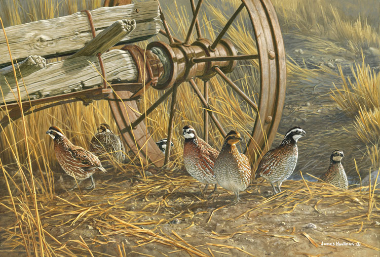 Bob White Quail