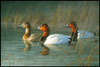 First Light - Canvasbacks