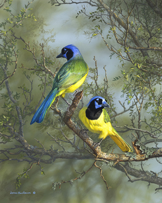 Green Jays painting