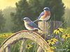 Hazy Morning Bluebirds