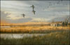 Mallards at Sundown