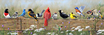 Railbirds II