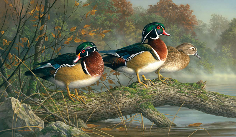 Wooduck painting by Jim Hautman