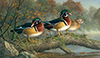 Secret Spot Woodducks