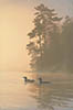 Solitude - Loons