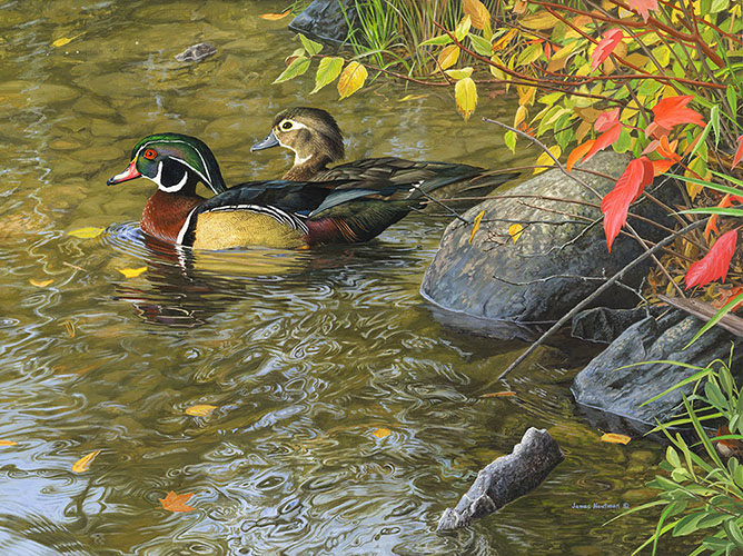 Woodduck painting