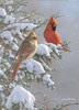 Cardinals and Cedar