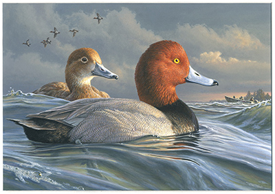 2022-2023 Federal Duck Stamp - Redheads