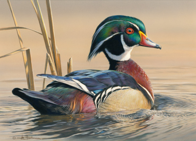 2012 federal - wood duck