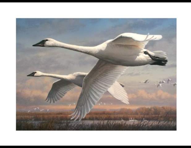 Trumpeter Swans on the Duck Stamp