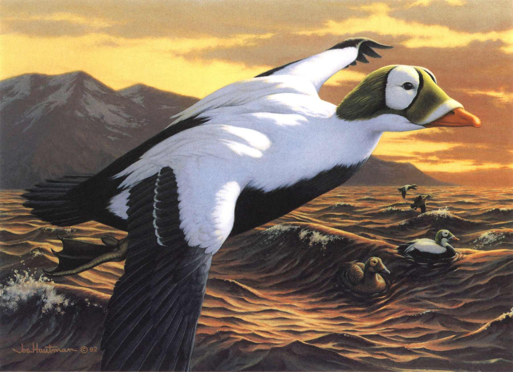 1992 Federal Duck Stamp