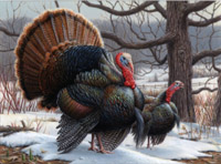 Minnesota Turkey stamp