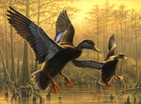 South Carolina Waterfowl stamp