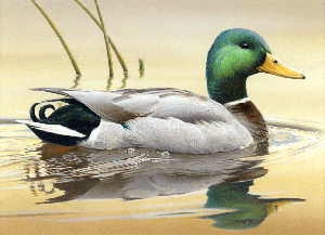 Minnesota Duck stamp