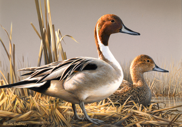 2008-2009 Federal Duck Stamp print