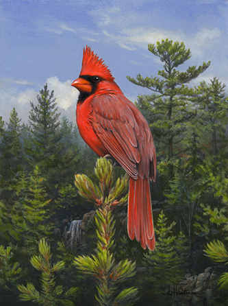 Hautman-cardinal portrait