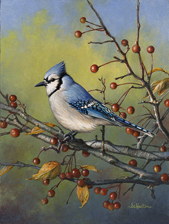Hautman-Bluejay portrait