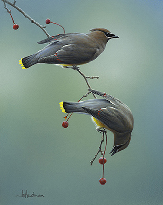 Cedar Waxwing painting