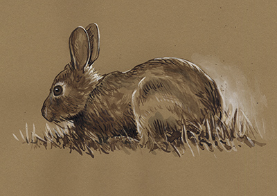 Rabbit drawing