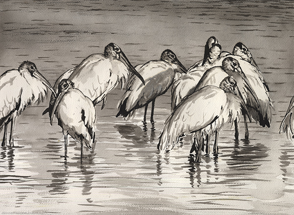 Drawing of Wood Storks by Joe Hautman