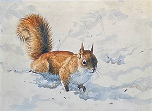 Red Squirrel
