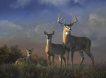 "In the Clear" whitetail
          deer