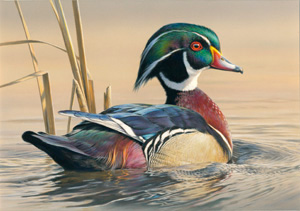 2012-2013 Federal Duck Stamp print