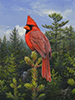 cardinal thumbnail